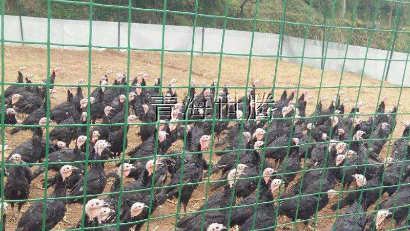 1515045186128465.jpg 55da.jpg